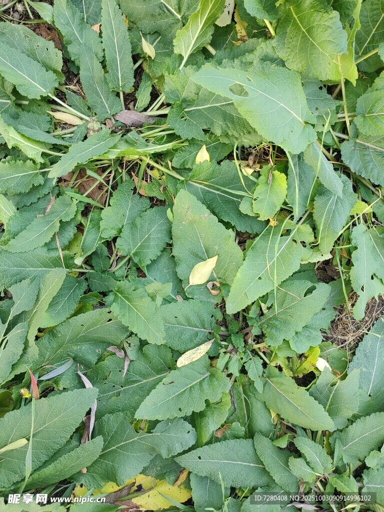 绿叶繁茂的植物景象