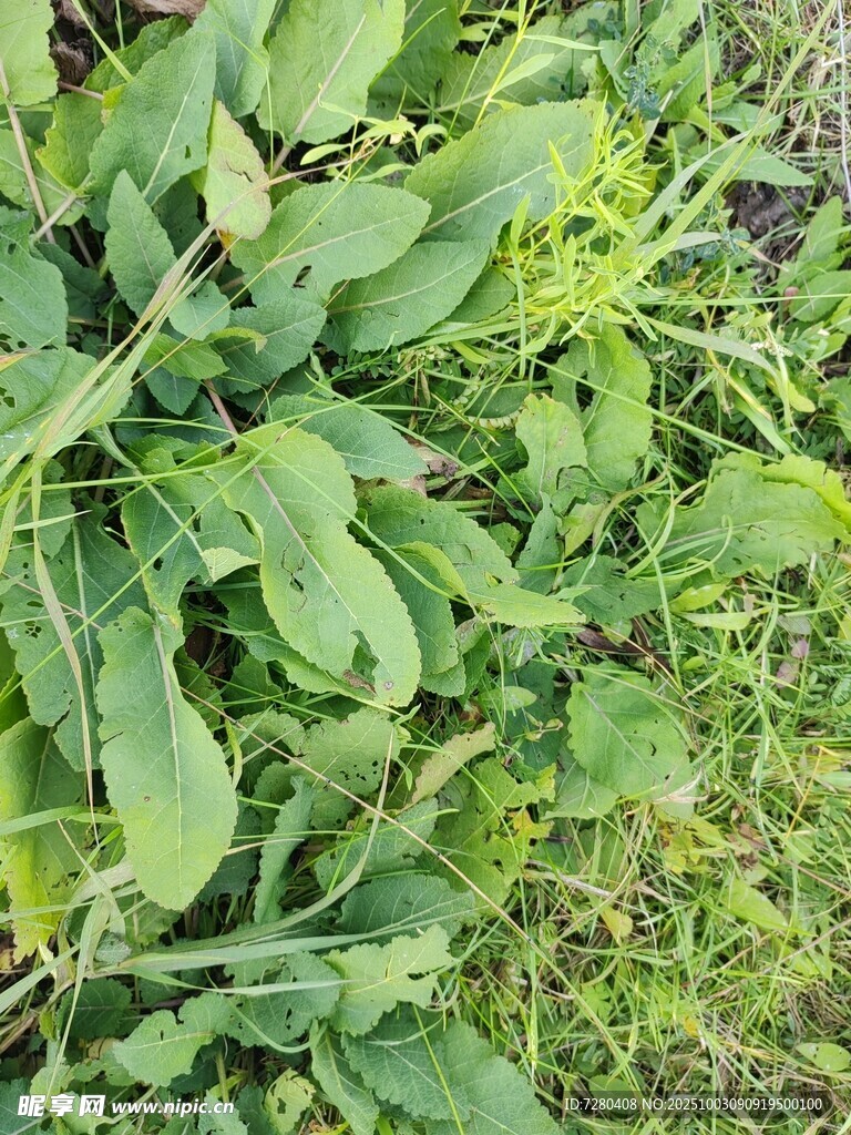 绿叶丛生的植物景象