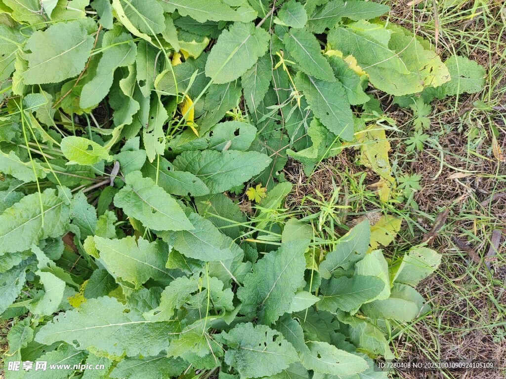绿叶植物特写