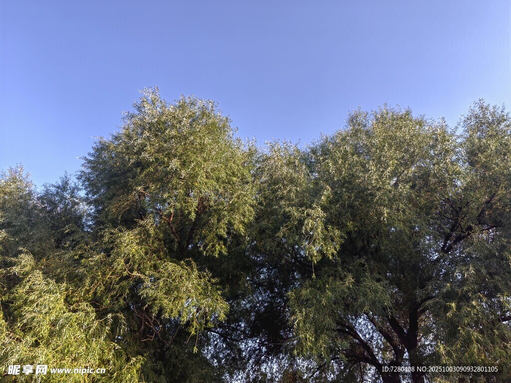 蓝天映衬下的葱郁树木