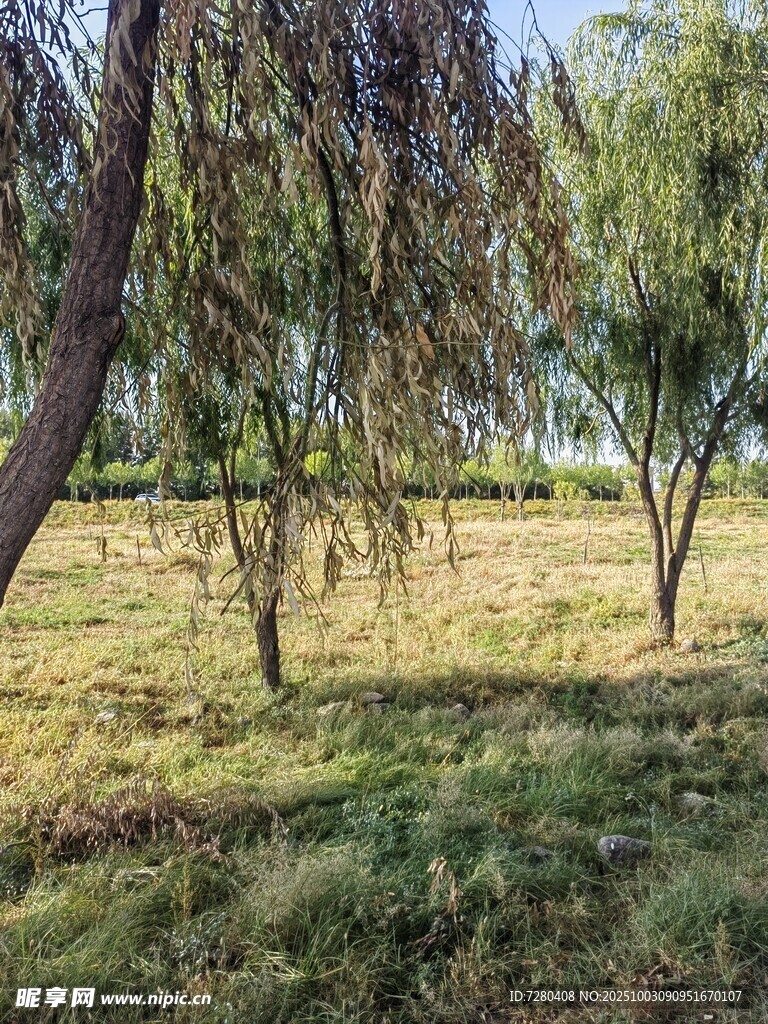 户外草地树木风景图