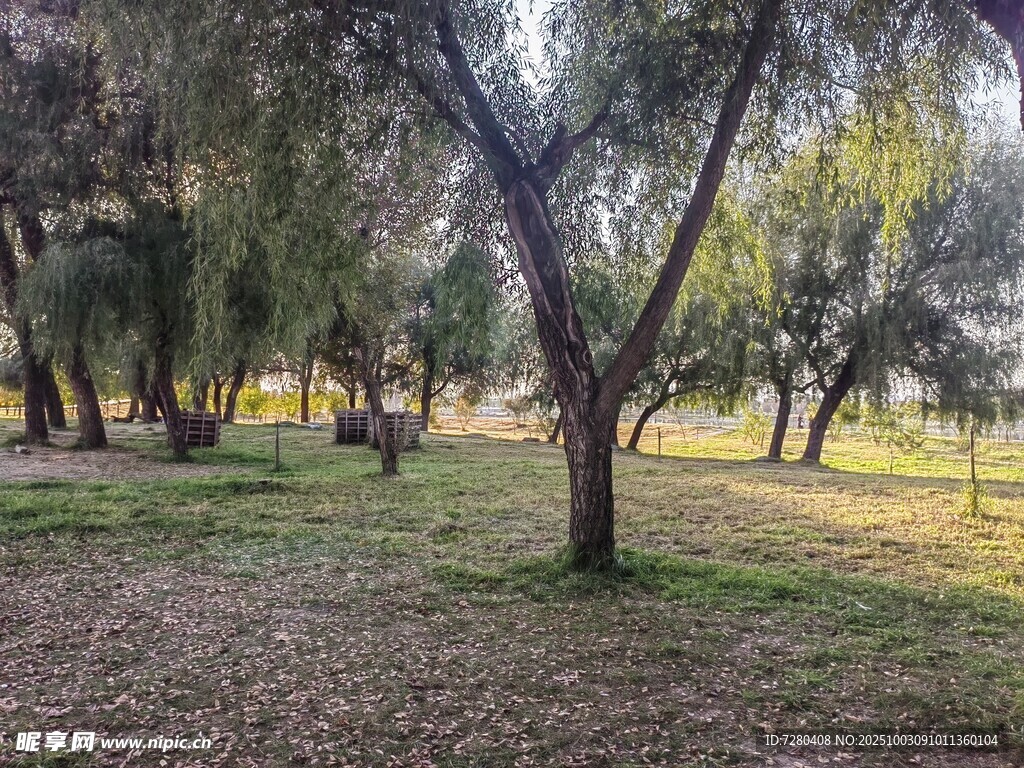 林间静谧草地景象