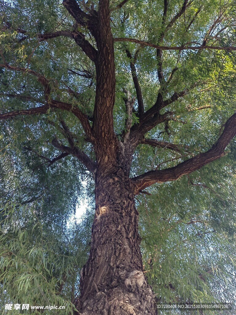 仰视参天大树