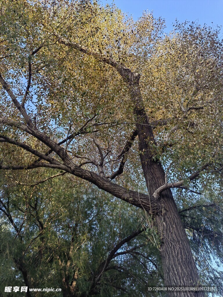 秋日高大树木枝叶景观