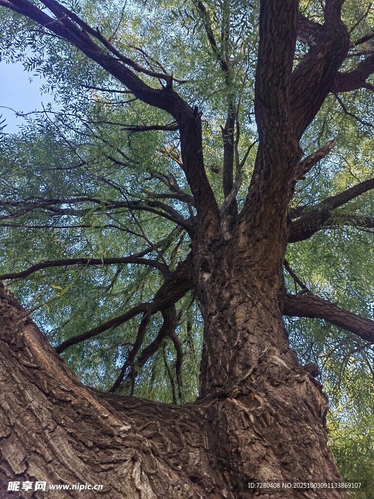 粗壮古树枝干繁茂