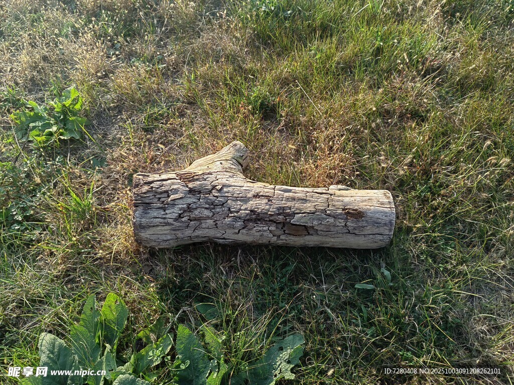 草地上的一截枯木