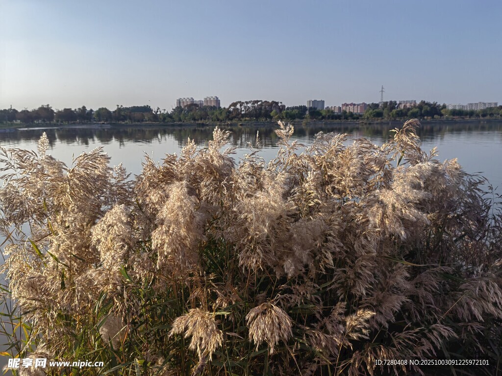 湖畔芦苇美景