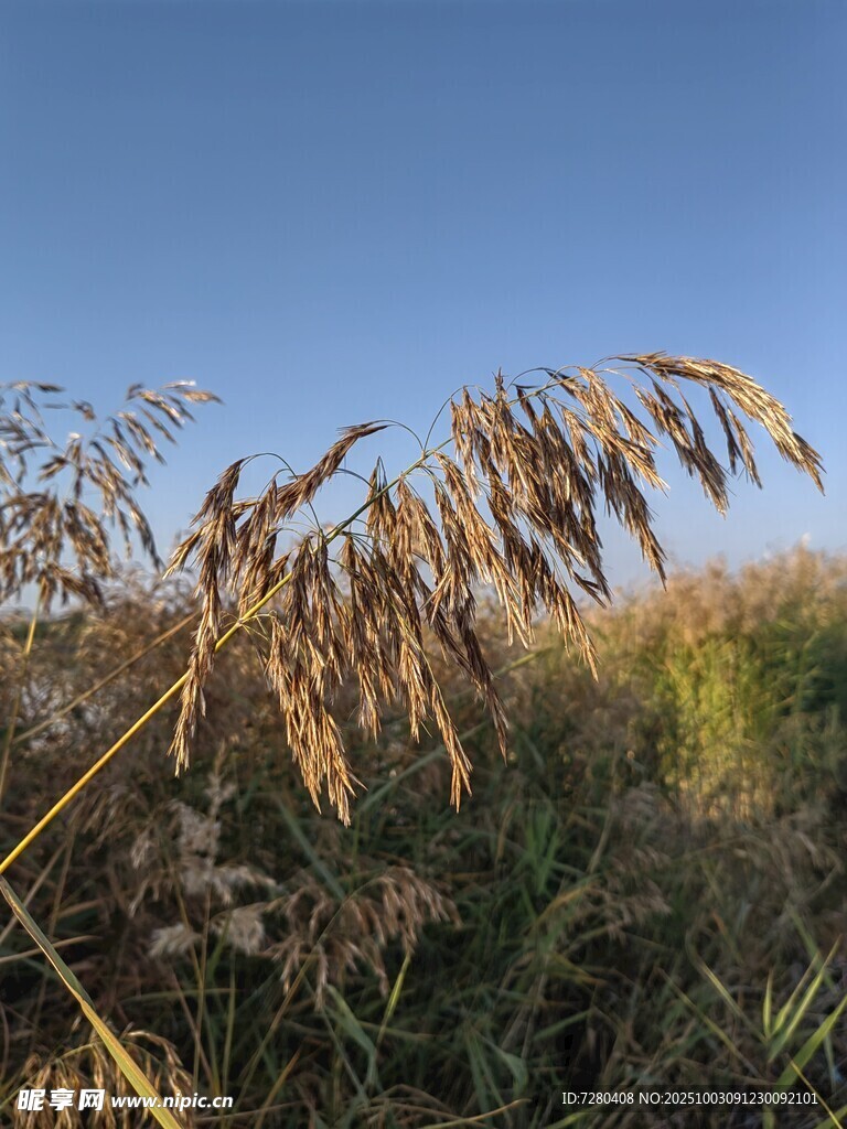 秋日田野中的芦苇