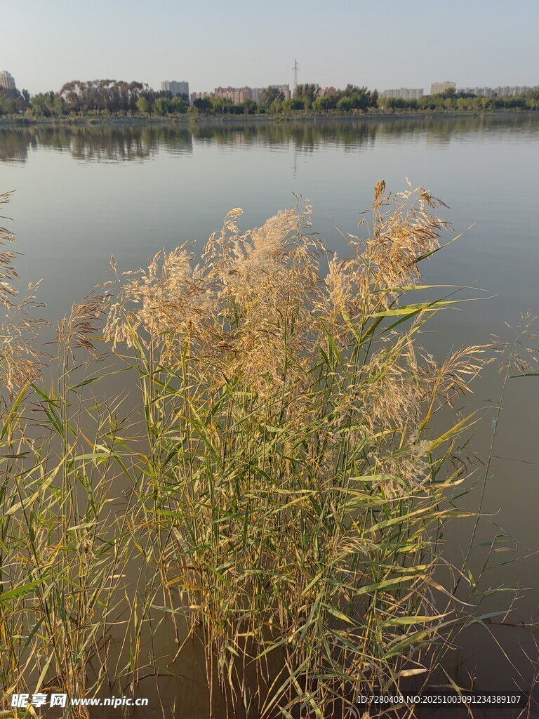 湖畔芦苇