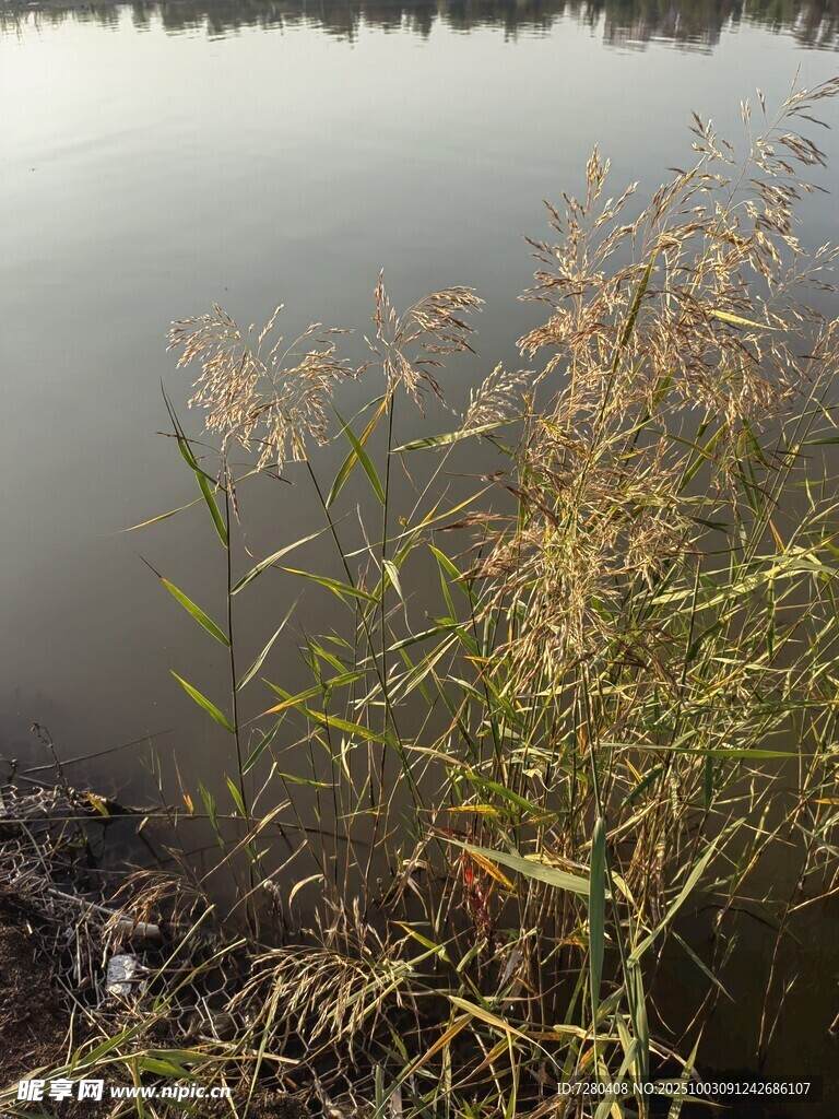 湖畔摇曳的金黄水草