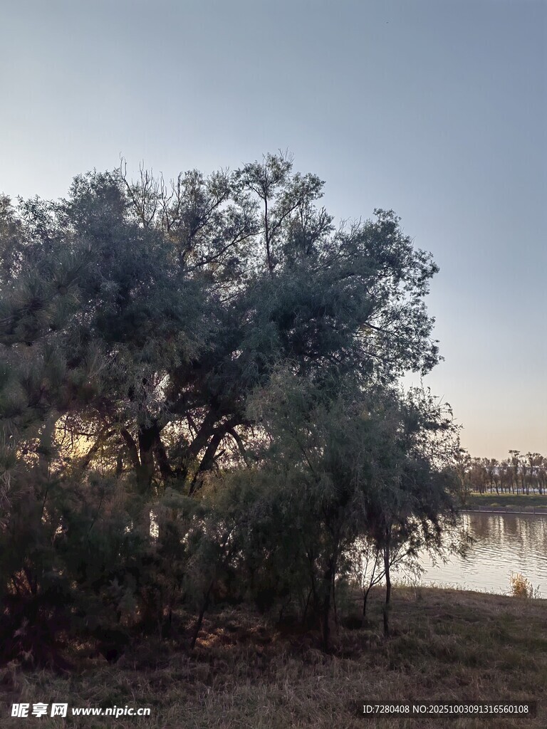 湖畔树木映黄昏美景