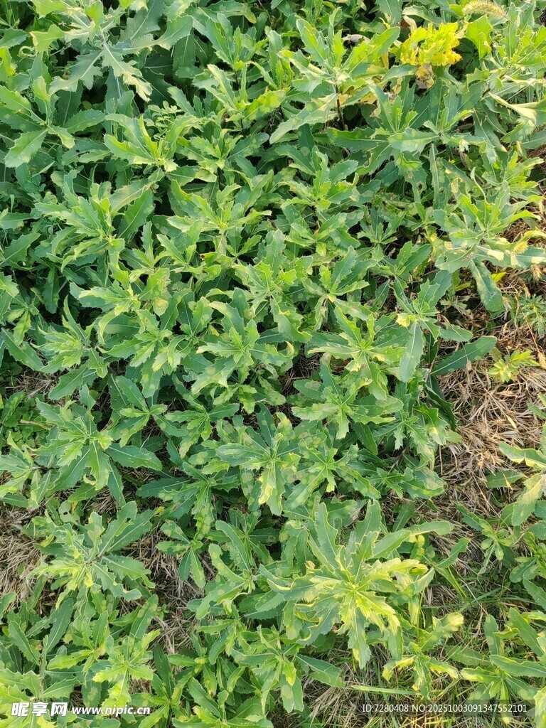 翠绿繁茂的植物景观