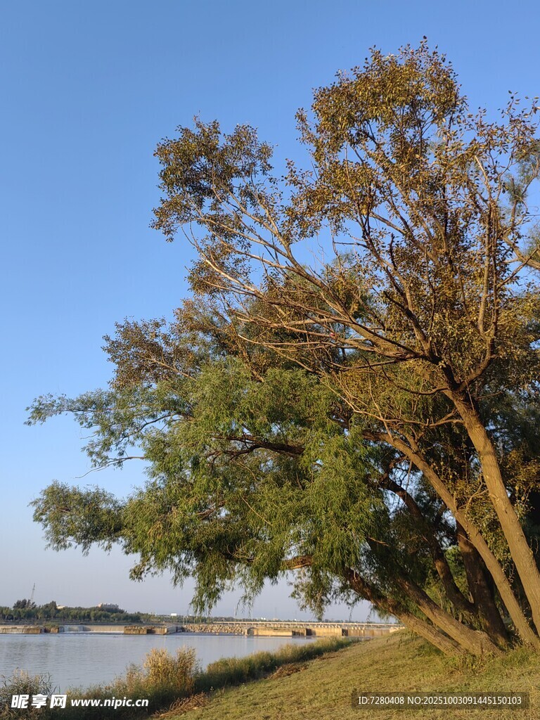 湖畔树木风景