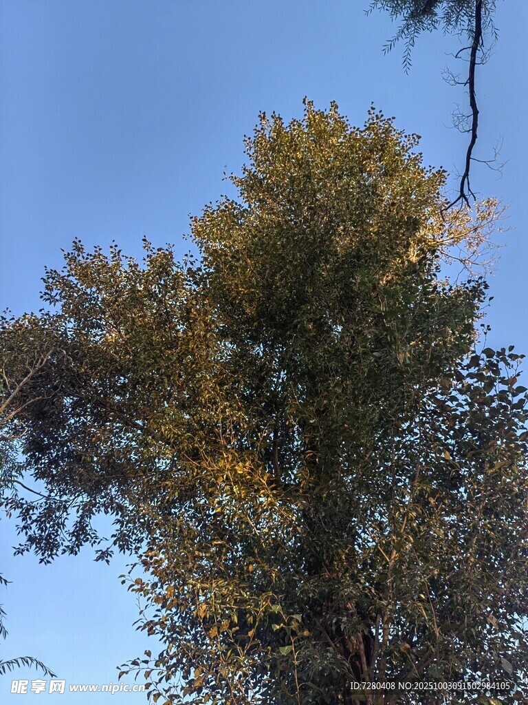 蓝天映衬下的繁茂树木