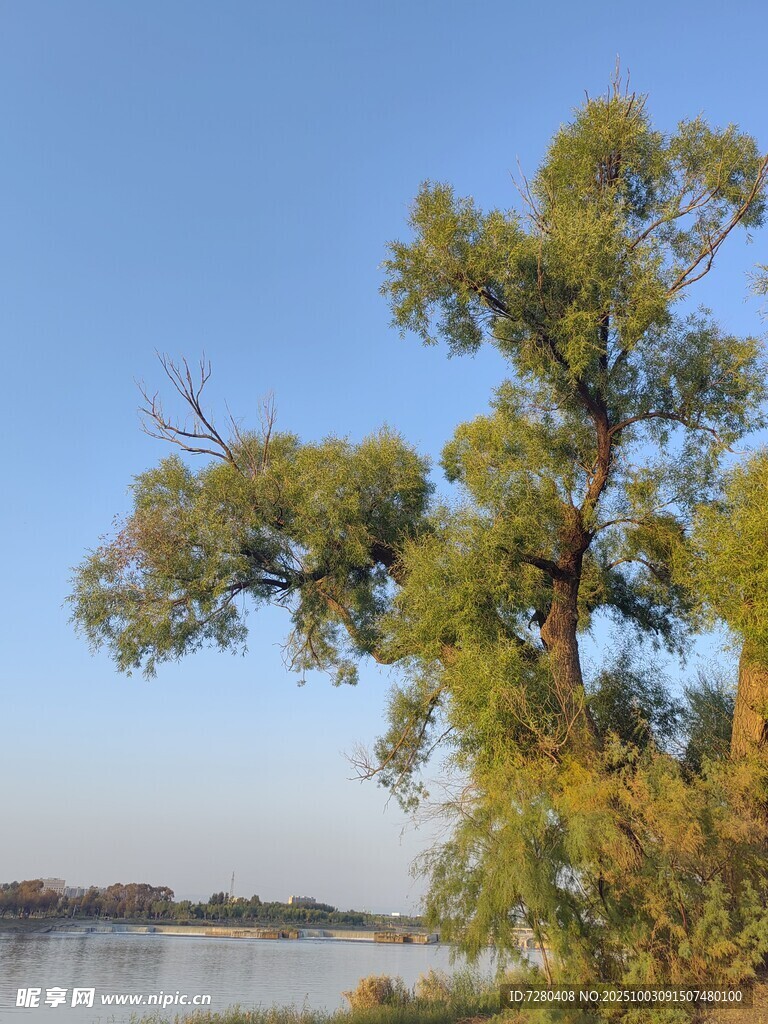 湖畔绿树映蓝天