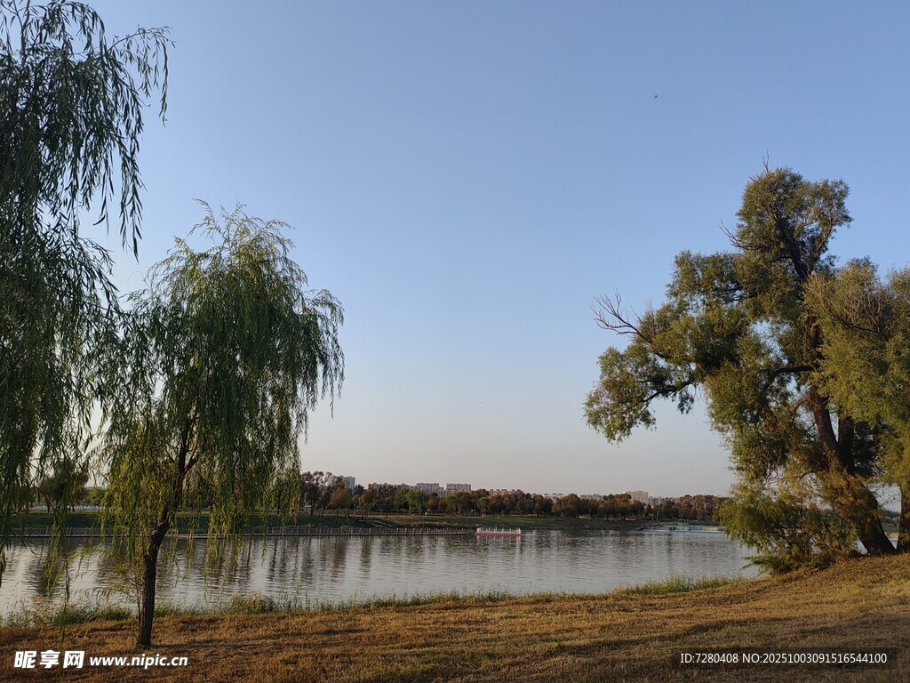 湖畔垂柳美景