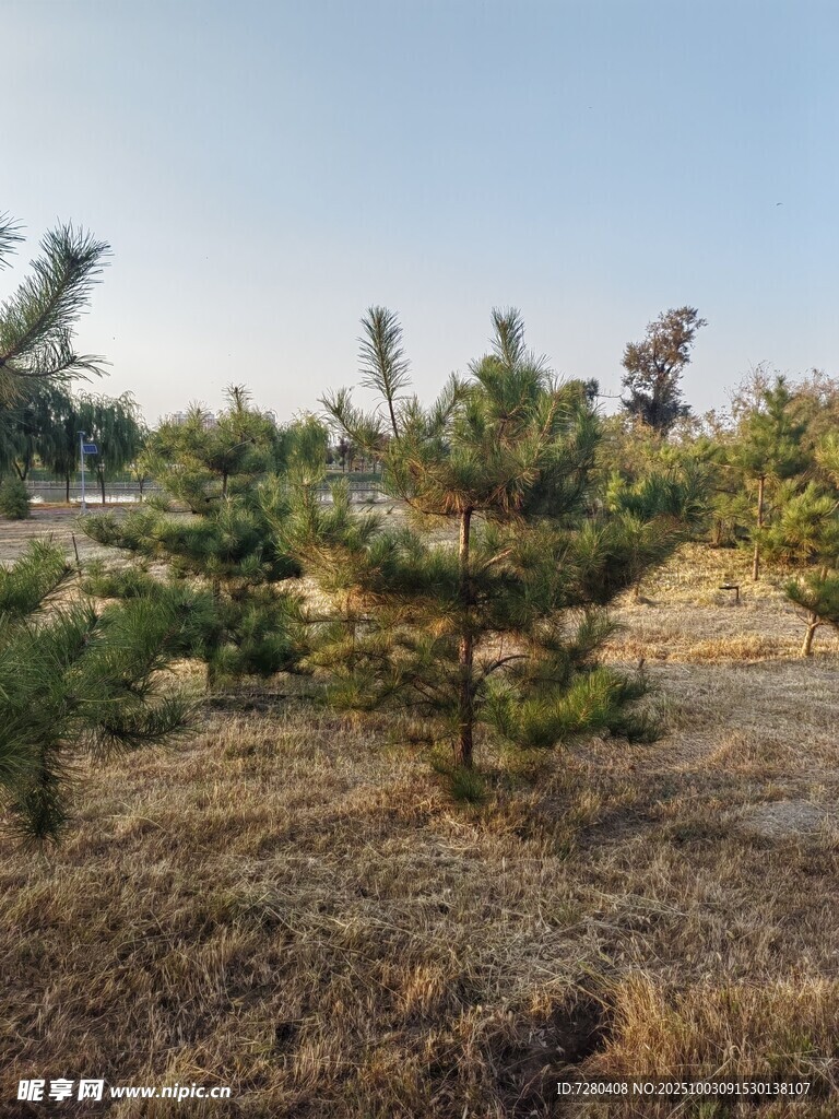 户外松树林景观