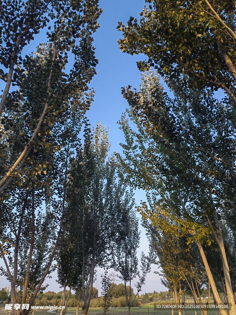 蓝天绿树间的自然景致