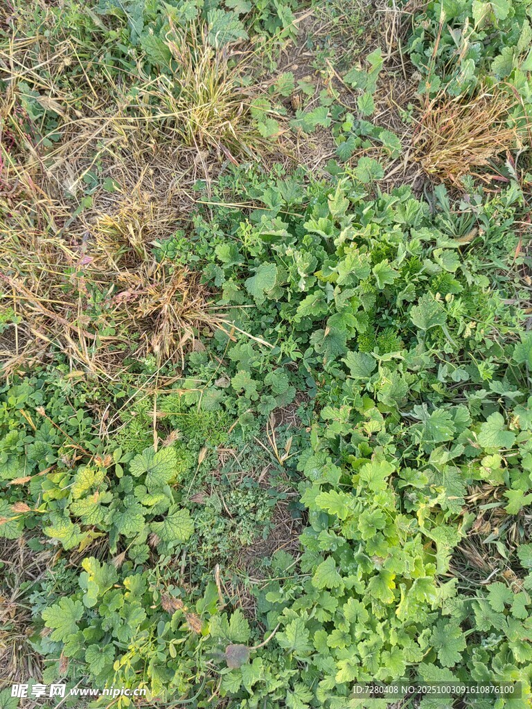 地面的绿色与枯黄植物