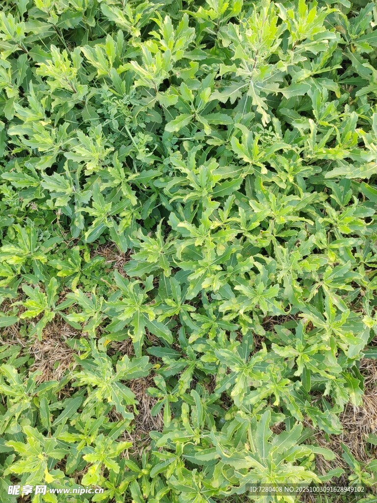 翠绿繁茂的植物景观
