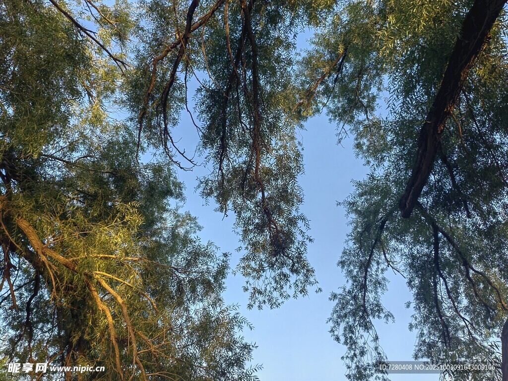 仰视茂密树林的蔚蓝天空