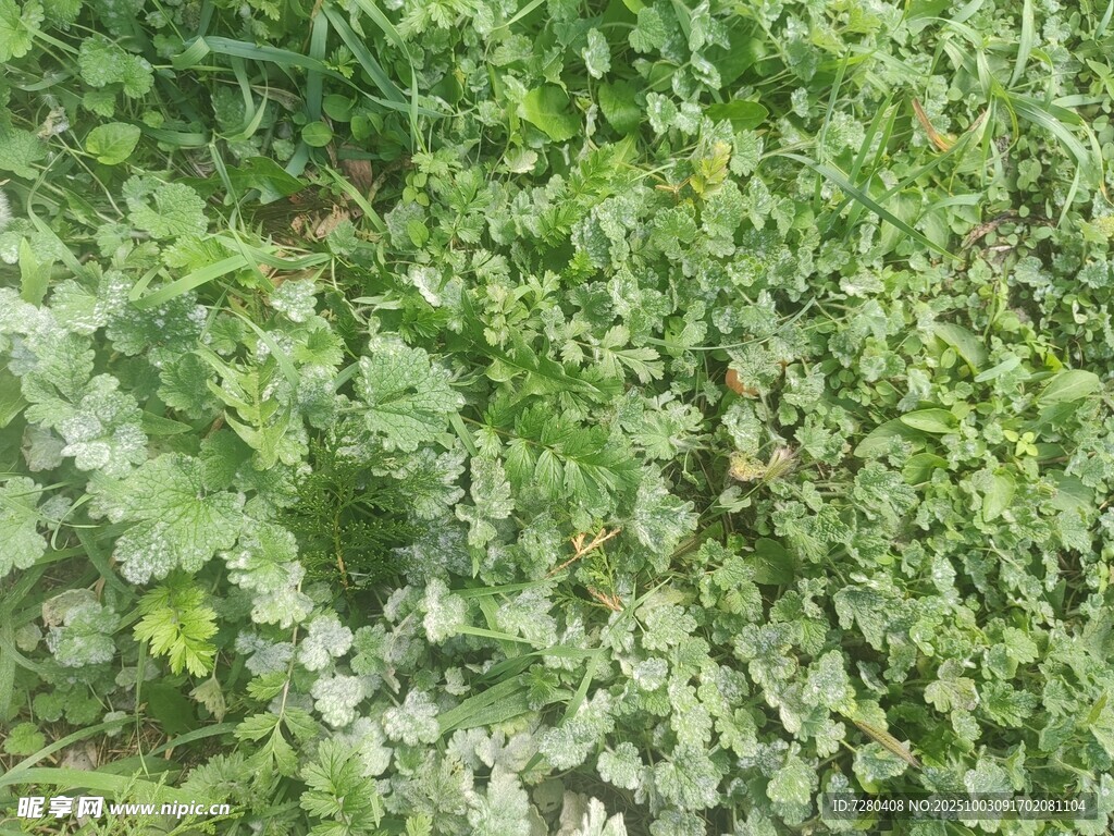 嫩绿繁茂的植物景观