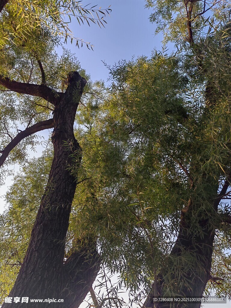 仰望参天大树