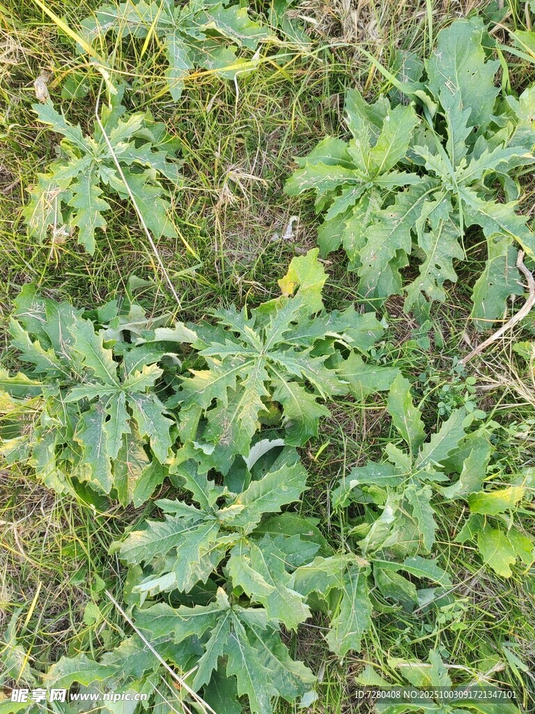 绿叶植物特写