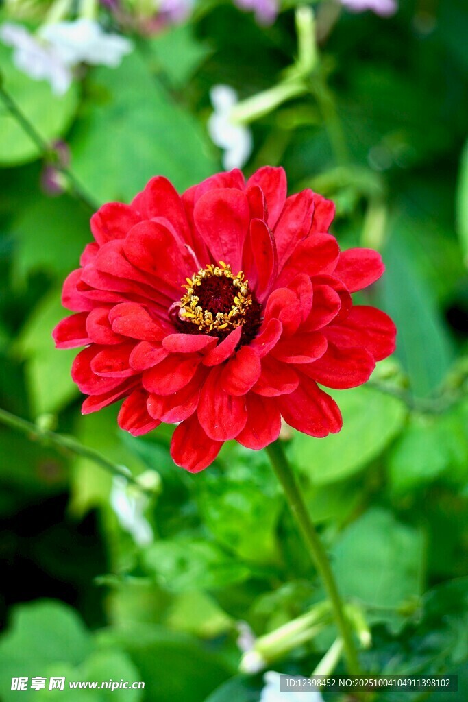 红花上的蜜蜂