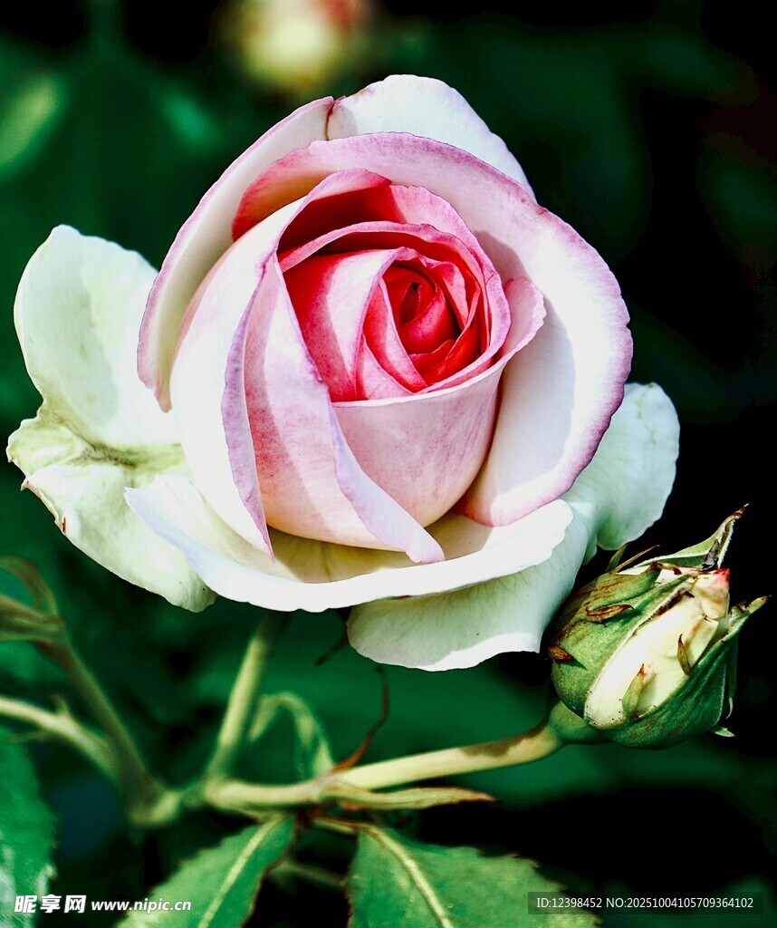 娇艳粉色玫瑰特写