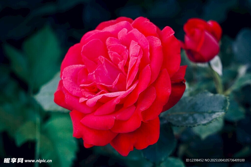 娇艳红玫瑰绽放