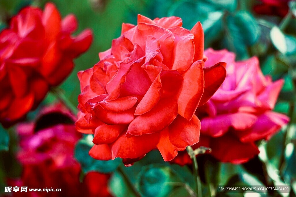 娇艳红玫瑰绽放