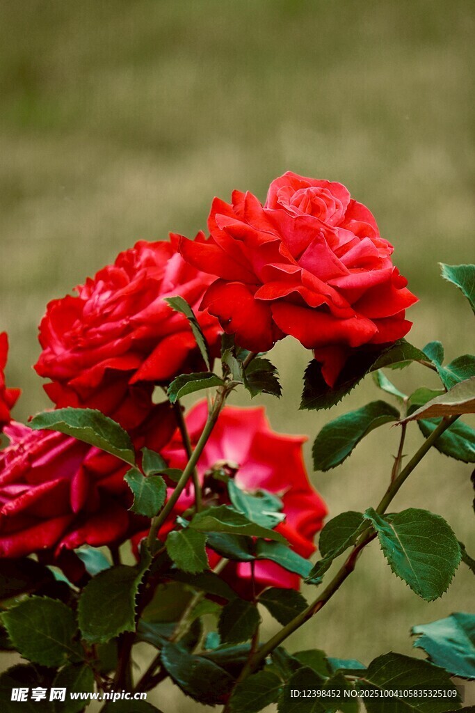 娇艳红玫瑰绽放