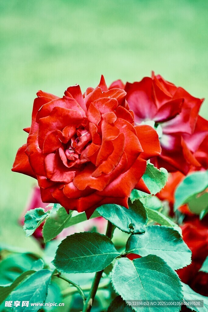 娇艳红玫瑰绽放