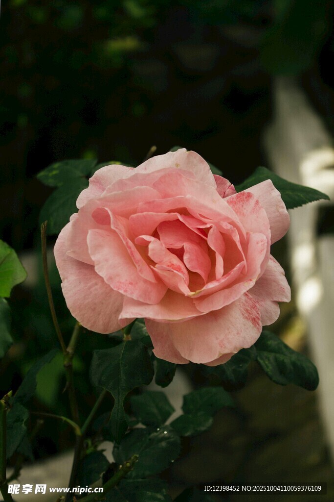 粉色娇艳月季花