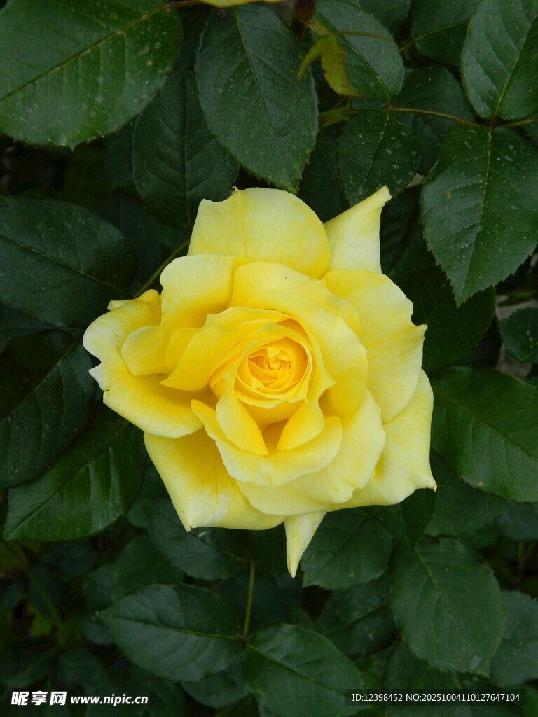 黄色娇艳月季花
