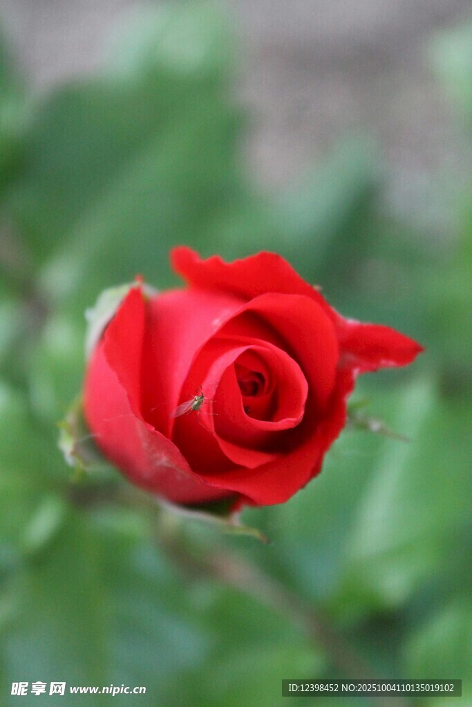 娇艳红玫瑰特写