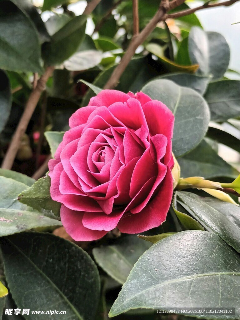 娇艳欲滴的粉色山茶花