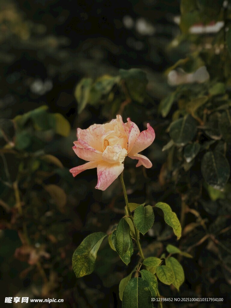 娇艳粉色玫瑰绽放绿叶间