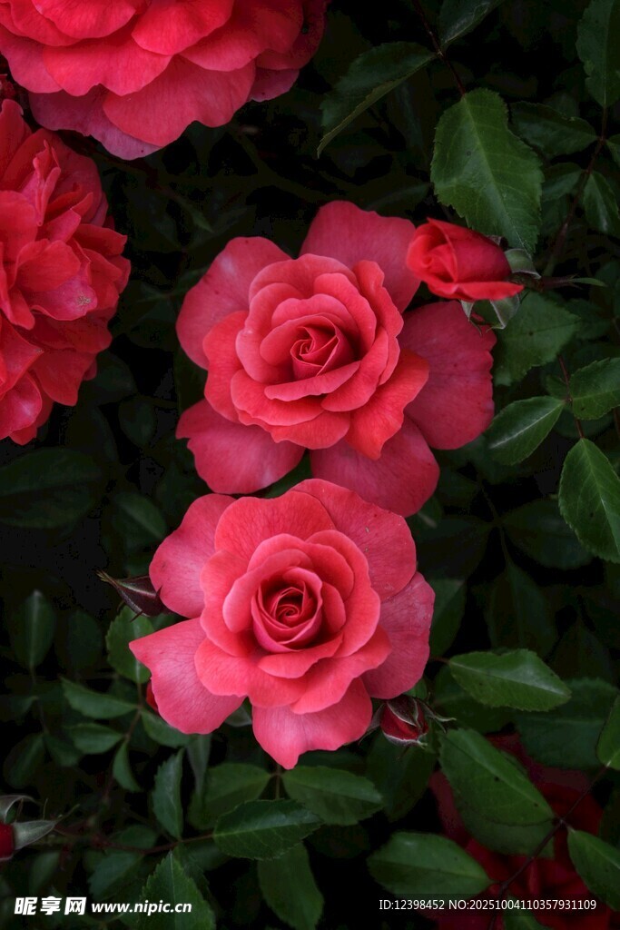 娇艳红玫瑰绽放