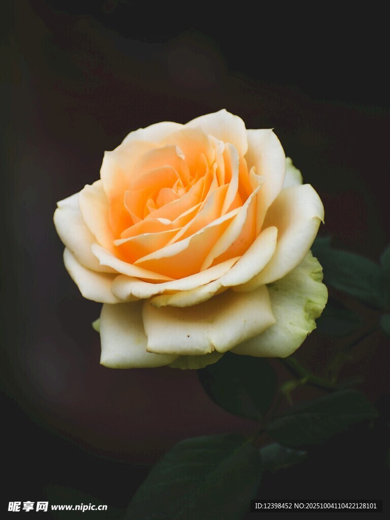 橙黄色单朵玫瑰花特写
