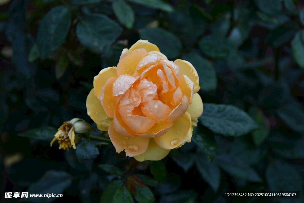 黄色娇艳月季花