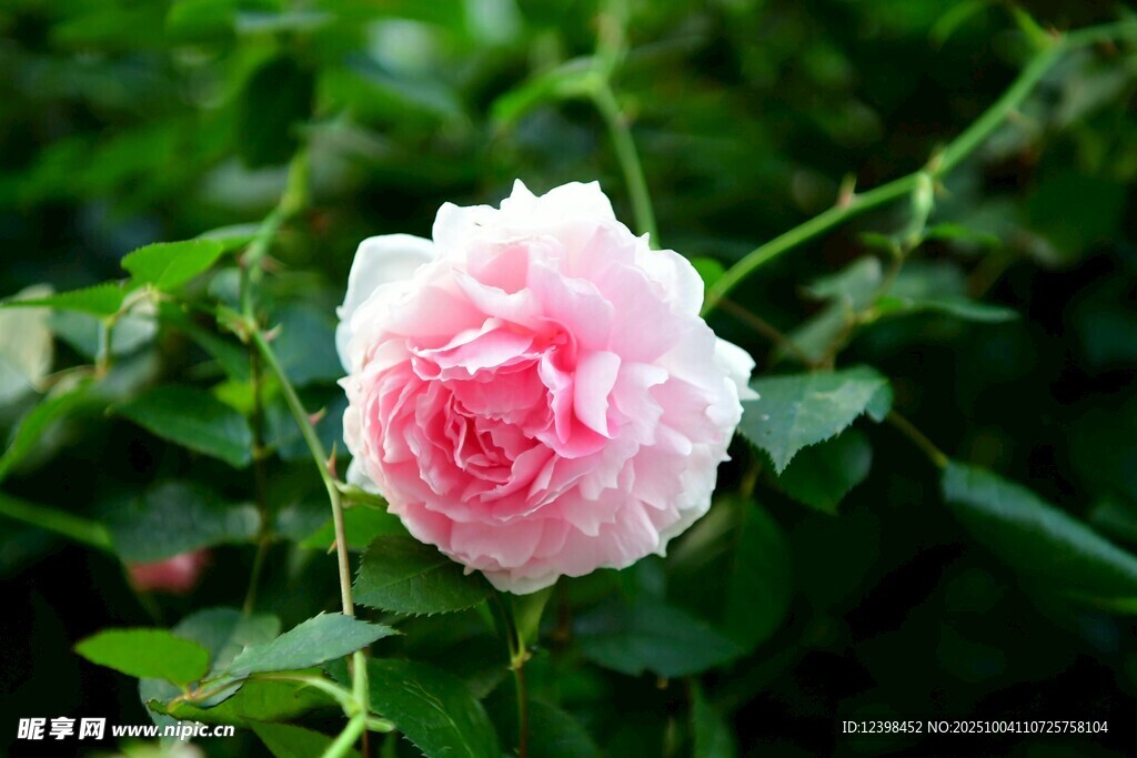 粉色娇艳月季花
