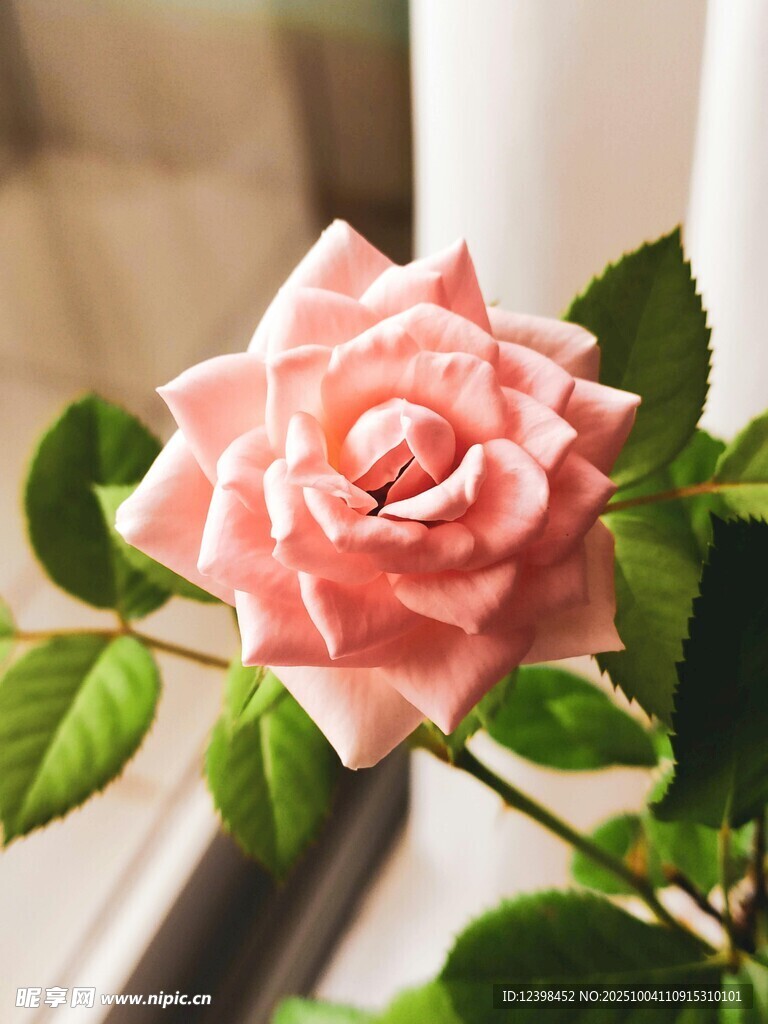 窗边娇艳的粉色玫瑰花