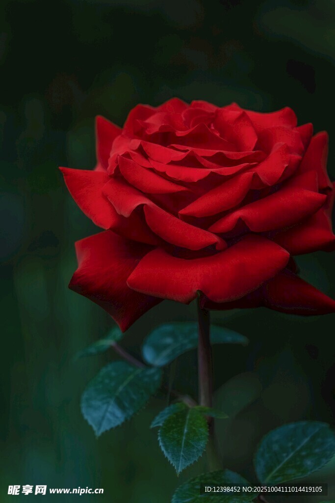 娇艳红玫瑰特写