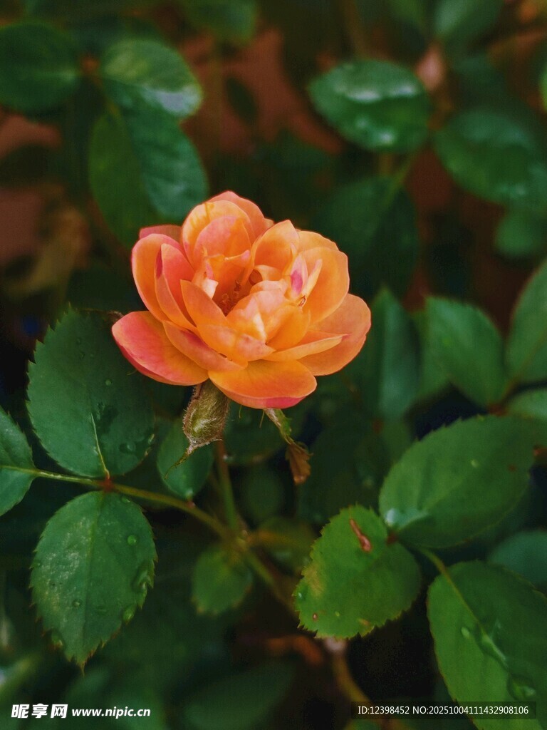 娇艳橙色月季花