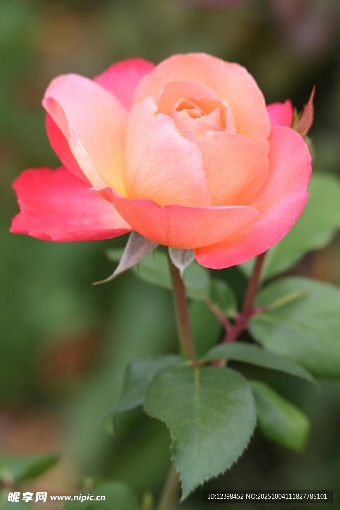 娇艳粉色月季花