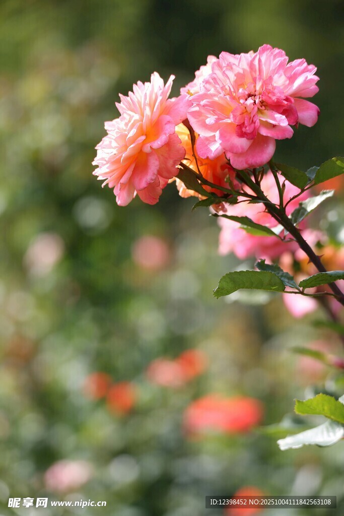娇艳粉色月季花绽放