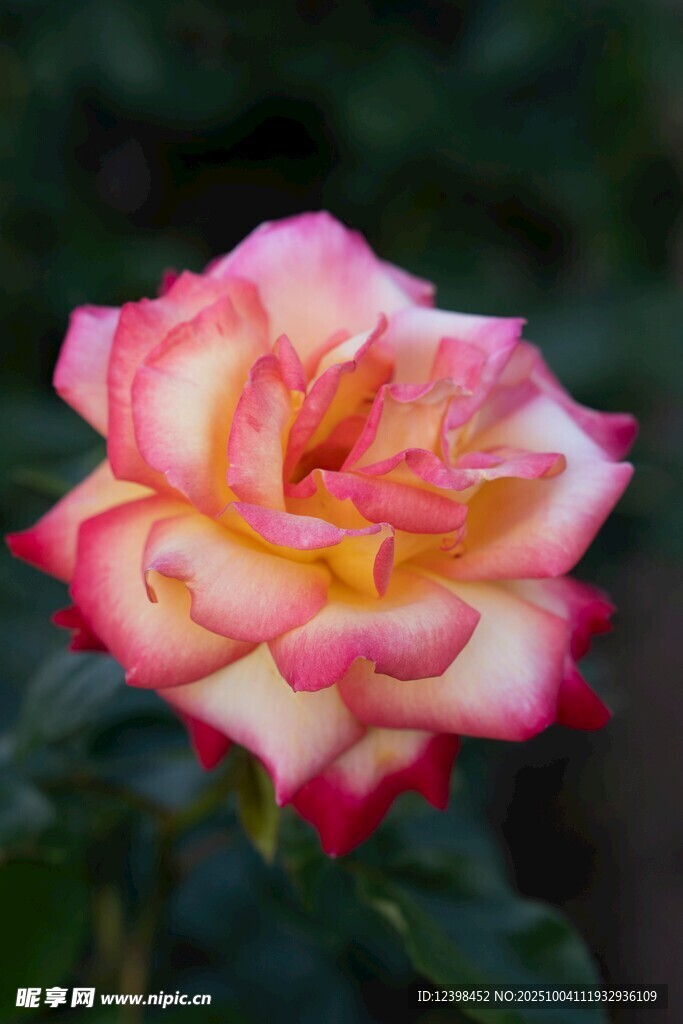 双色娇艳月季花