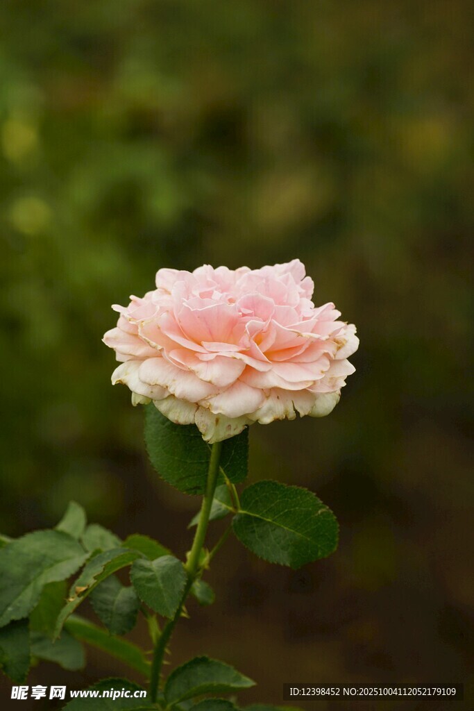粉色娇艳月季花